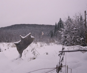 Image du film Festin boréal