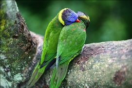 Scène du film Les animaux amoureux