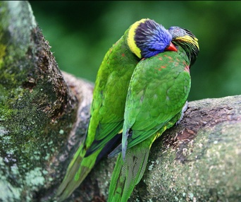 Scène du film Les animaux amoureux