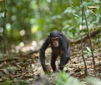 Une scène du film Chimpanzee