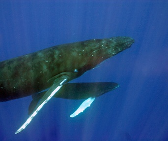 Scène du film Dauphins et baleines 3D