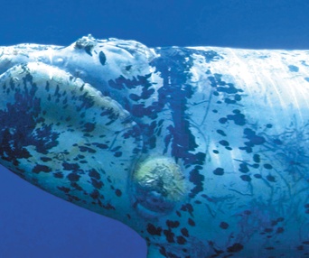 Scène du film Dauphins et baleines 3D