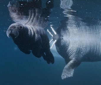 Une scène du film Oceans