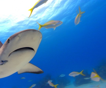 Scène du film Sharkwater