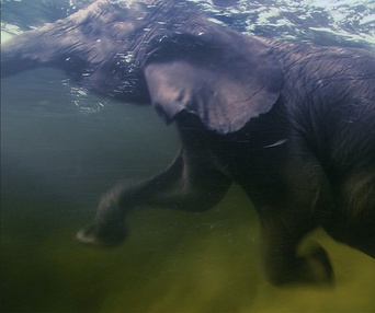 Scène du film Earth
