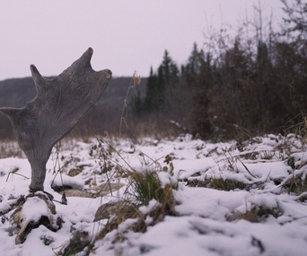 Image du film Festin boréal