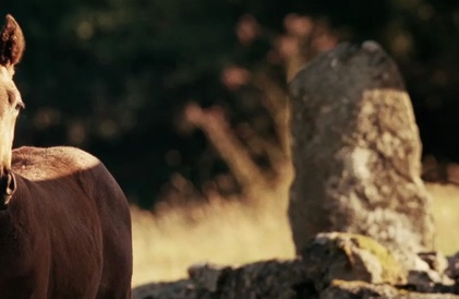 Bande-annonce en anglais
