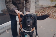 Ces animaux qui nous veulent du bien