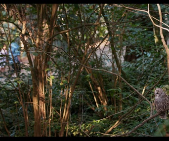 Images du film Forêts urbaines