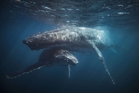 Image du film Nature symphonique