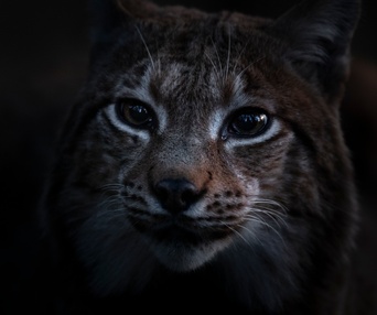 Image du film Le chant des forêts