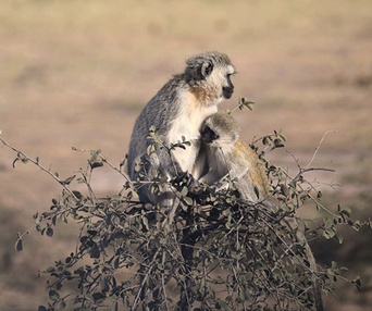 Image du film Les aventuriers voyageurs - Rêve d'Afrique