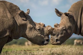 Image du film The Last Rhinos: A New Hope