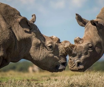 Image du film The Last Rhinos: A New Hope