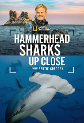 Au plus près des requins-marteaux