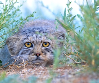 Image du film Wild Asia