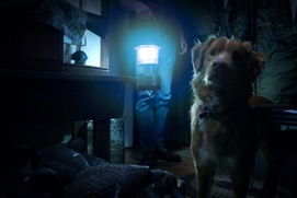 Image du film Good Boy Image du film Good Boy