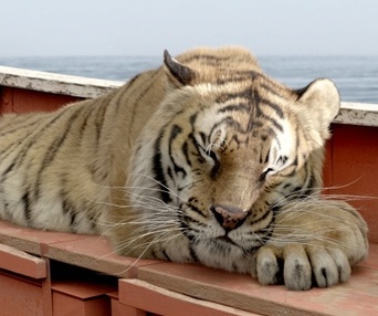 Une scène du film Life of Pi