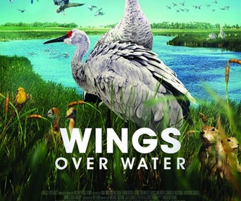 Affiche du film Wings Over Water