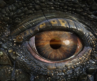 Une scène du film Sea Rex: Journey to a Prehistoric World 3D