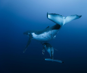 Scène du film Oceans