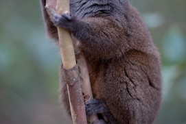 Une scène du film Island of Lemurs: Madagascar