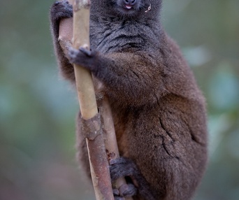 Une scène du film Island of Lemurs: Madagascar