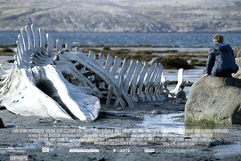 Affiche du film Leviathan