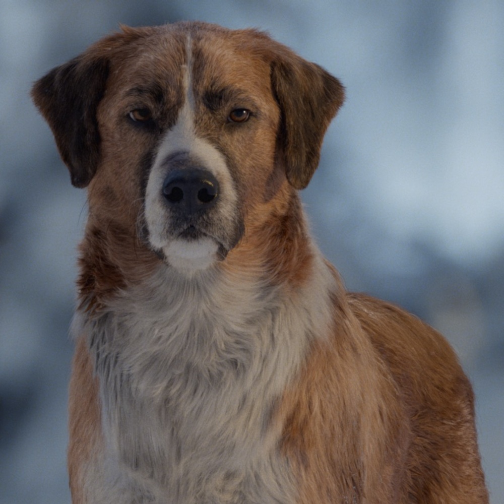 Une scène du film Call of the Wild