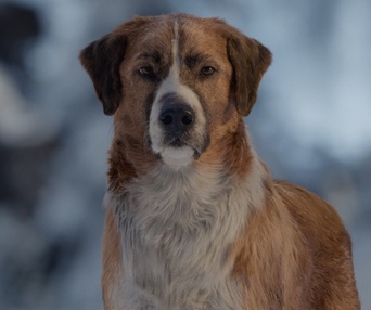 Une scène du film Call of the Wild