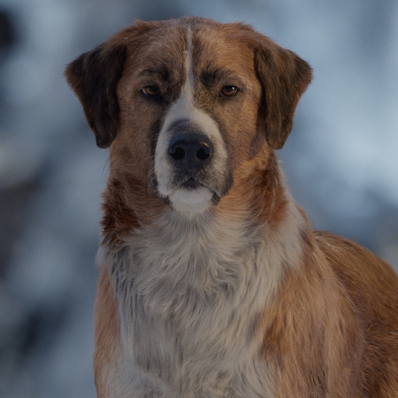 Une scène du film Call of the Wild
