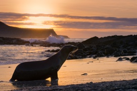 Image du film Sea Lions of the Galápagos Image du film Sea Lions of the Galápagos