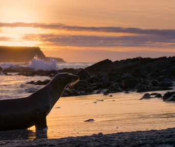 Image du film Sea Lions of the Galápagos