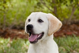 Scène du film Marley and Me