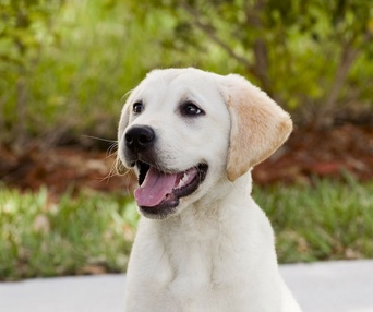Scène du film Marley and Me