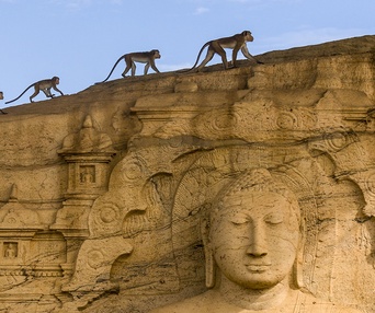 Une scène du film Monkey Kingdom