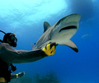 Scène du film Sharkwater