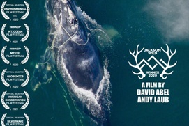 Affiche du film Entangled