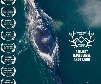 Affiche du film Entangled