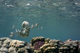 Une scène du film Sea Rex: Journey to a Prehistoric World 3D