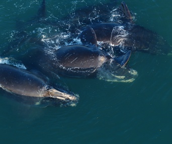Une scène du film Last of the Right Whales