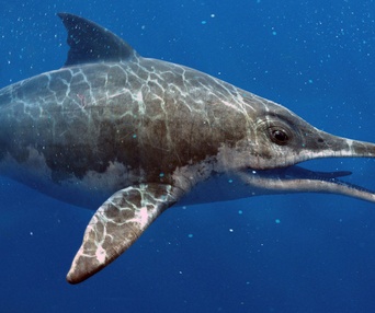 Une scène du film Sea Rex: Journey to a Prehistoric World 3D