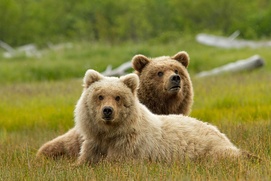 Une scène du film Bears