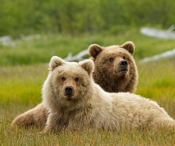 Une scène du film Bears