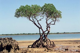 Scène du film Arbres