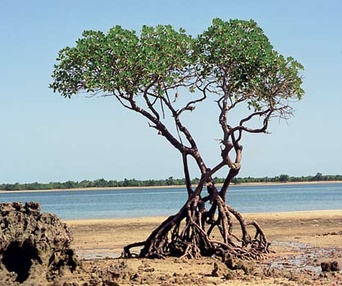Scène du film Arbres