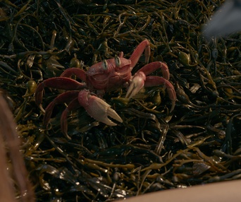 Une scène du film The Little Mermaid