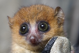 Une scène du film Island of Lemurs: Madagascar