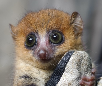Une scène du film Island of Lemurs: Madagascar