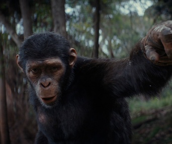 Image du film Kingdom of the Planet of the Apes
